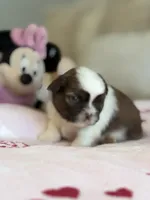 Minnie, a female Shih Tzu for sale in Las Vegas, NV – 3 of 10