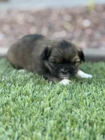 Ariel, a female Shih Tzu for sale in Las Vegas, NV – 4 of 10