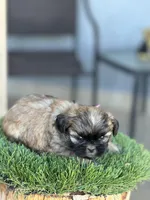 Princess, a female Shih Tzu for sale in Las Vegas, NV – Photo 4 of 5