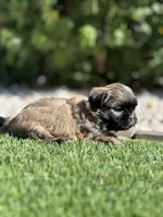 Princess, a female Shih Tzu for sale in Las Vegas, NV – Photo 3 of 5