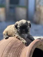 Princess, a female Shih Tzu for sale in Las Vegas, NV – Photo 5 of 5