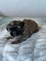 Princess, a female Shih Tzu for sale in Las Vegas, NV – Photo 2 of 5