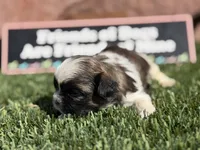 Toby, a male Shih Tzu for sale in Las Vegas, NV – 5 of 9