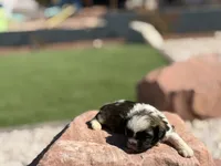 Toby, a male Shih Tzu for sale in Las Vegas, NV – 8 of 9