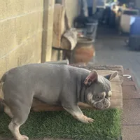 Channell, a female Frenchton for sale in Las Vegas, NV – Photo 4 of 8