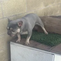 Channell, a female Frenchton for sale in Las Vegas, NV – Photo 7 of 8