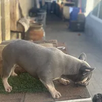 Channell, a female Frenchton for sale in Las Vegas, NV – Photo 6 of 8