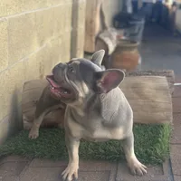 Channell, a female Frenchton for sale in Las Vegas, NV – Photo 8 of 8