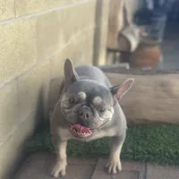 Channell, a female Frenchton for sale in Las Vegas, NV – Photo 3 of 8