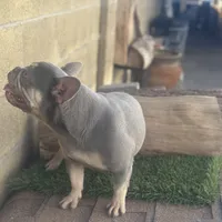 Channell, a female Frenchton for sale in Las Vegas, NV – Photo 1 of 8