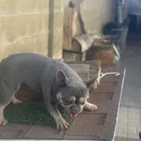 Channell, a female Frenchton for sale in Las Vegas, NV – Photo 5 of 8