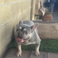 Channell, a female Frenchton for sale in Las Vegas, NV – Photo 2 of 8