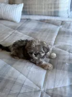 Tigger, a male Shih Tzu for sale in Las Vegas, NV – 5 of 8