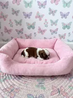 Minnie, a female Shih Tzu for sale in Las Vegas, NV – 4 of 4