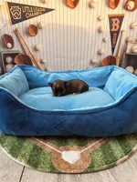 Champ, a male Shih Tzu for sale in Las Vegas, NV – 1 of 4