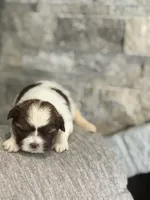 Ella, a female Shih Tzu for sale in Las Vegas, NV – 3 of 10