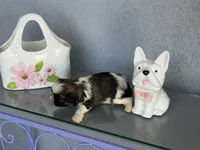 Toby, a male Shih Tzu for sale in Las Vegas, NV – 6 of 9