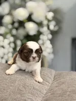 Minnie, a female Shih Tzu for sale in Las Vegas, NV – 9 of 10