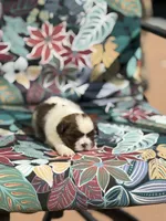 Ella, a female Shih Tzu for sale in Las Vegas, NV – 4 of 10