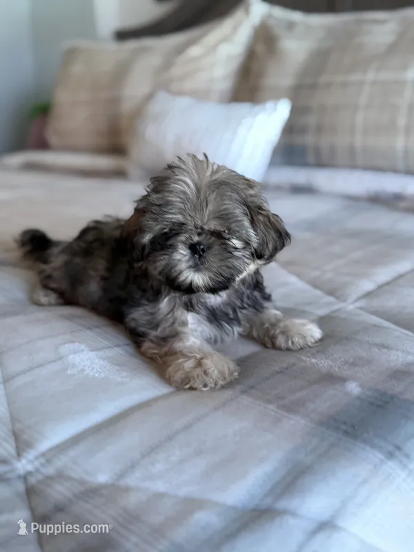 Tigger – Shih Tzu puppy for sale in Las Vegas, NV