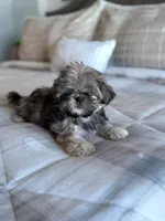 Tigger, a male Shih Tzu for sale in Las Vegas, NV – 1 of 8