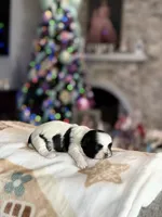 processed/a71dcb61-424a-4179-8c20-6027391ff07e/listing/7b2135a0-7d78-4979-ade4-b4cca8b0fa9e/95510b52-b38e-473b-bae4-a338175d30d4