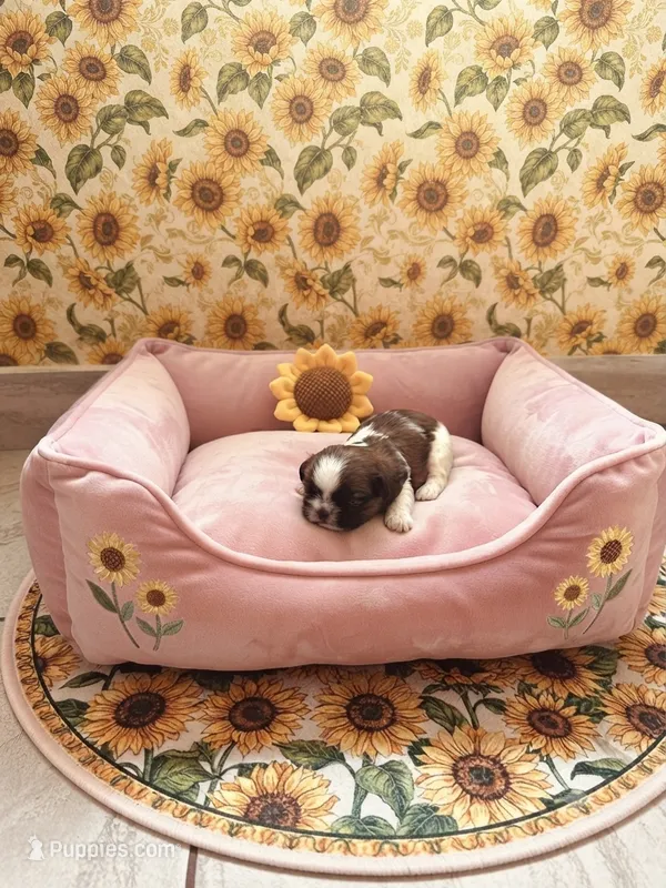 Star – Shih Tzu puppy for sale in Las Vegas, NV