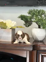 Minnie , a female Shih Tzu for sale in Las Vegas, NV – 2 of 9