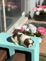 Ella, a female Shih Tzu for sale in Las Vegas, NV – 7 of 10
