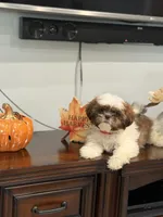 Minnie , a female Shih Tzu for sale in Las Vegas, NV – 4 of 9