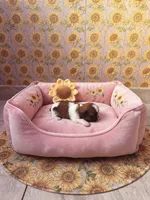 Star, a female Shih Tzu for sale in Las Vegas, NV – 4 of 4