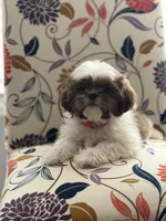 Minnie , a female Shih Tzu for sale in Las Vegas, NV – 6 of 9