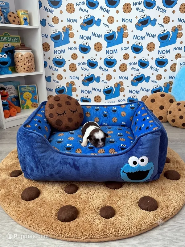 Bear – Shih Tzu puppy for sale in Las Vegas, NV