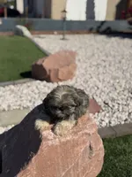 Tigger, a male Shih Tzu for sale in Las Vegas, NV – 8 of 8