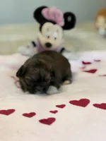 Ariel, a female Shih Tzu for sale in Las Vegas, NV – 3 of 10