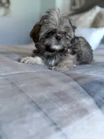 Tigger, a male Shih Tzu for sale in Las Vegas, NV – 7 of 8