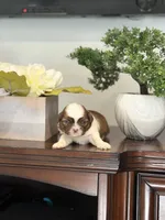 Minnie, a female Shih Tzu for sale in Las Vegas, NV – 10 of 10