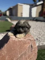 Tigger, a male Shih Tzu for sale in Las Vegas, NV – 2 of 8