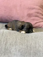 Ariel, a female Shih Tzu for sale in Las Vegas, NV – 7 of 10