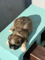 Pooh, a male Shih Tzu for sale in Las Vegas, NV – 7 of 10