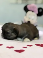 Ariel, a female Shih Tzu for sale in Las Vegas, NV – 9 of 10