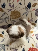 Minnie , a female Shih Tzu for sale in Las Vegas, NV – 8 of 9