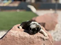 Toby, a male Shih Tzu for sale in Las Vegas, NV – 9 of 9