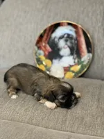 Pooh, a male Shih Tzu for sale in Las Vegas, NV – 3 of 10
