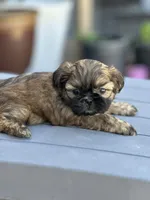 Lily, a female Shih Tzu for sale in Las Vegas, NV – Photo 3 of 5