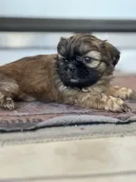 Lily, a female Shih Tzu for sale in Las Vegas, NV – Photo 2 of 5