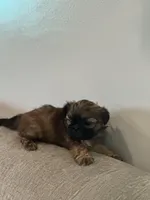 Lily, a female Shih Tzu for sale in Las Vegas, NV – Photo 4 of 5