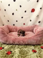 Coco, a female Shih Tzu for sale in Las Vegas, NV – 4 of 4