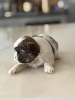 Ella, a female Shih Tzu for sale in Las Vegas, NV – 8 of 10