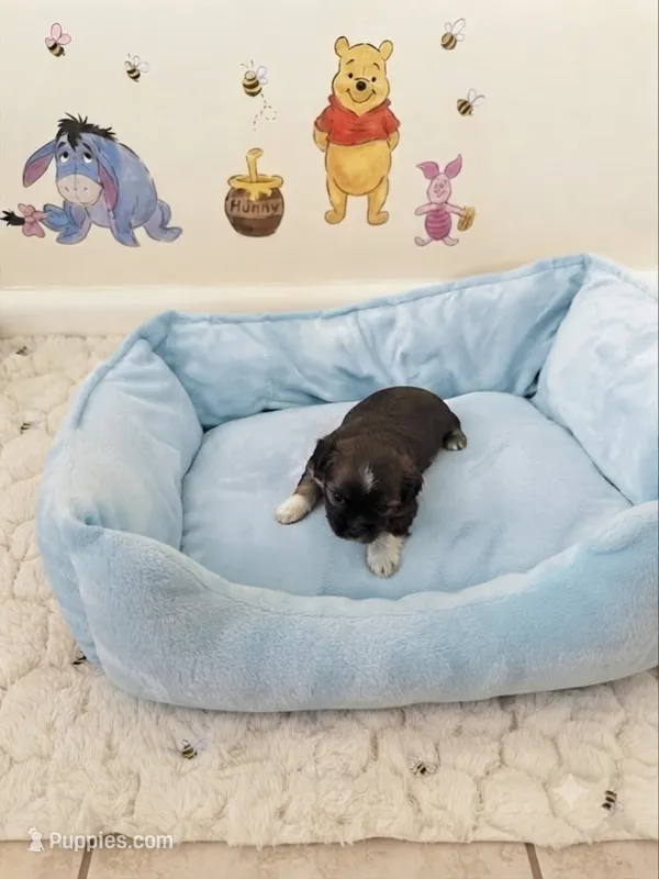 Pooh – Shih Tzu puppy for sale in Las Vegas, NV